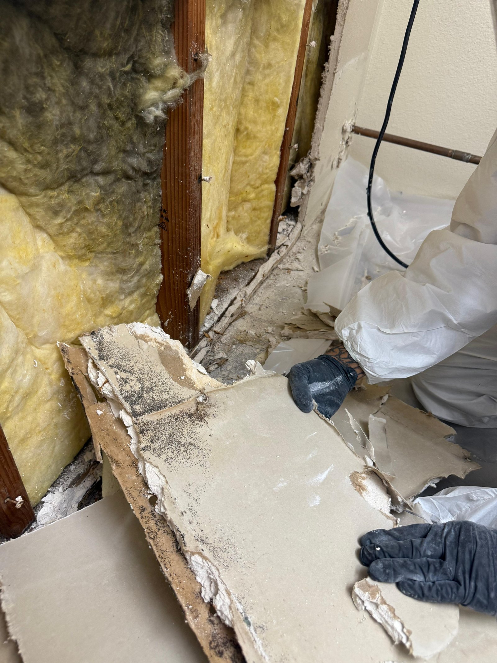 Mold remediation